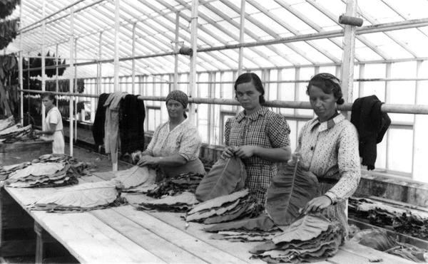 Det var kvinderne fra Søborg by og omegn, der tog arbejde i tobaksmarkerne. Billederne fremstiller en munterhed, når kvinderne sammen plantede, hakkede, lugede og høstede. Og efterfølgende sorterede og hængte bladene til tørre i tørreladerne.