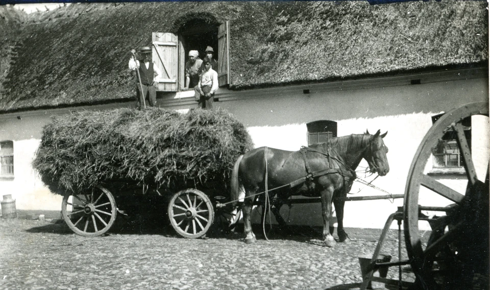 Aflæsning af halm efter høsten, ca. 1930’erne 