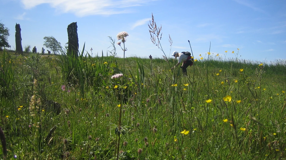 Blomstereng i Gribskov Kommune. 